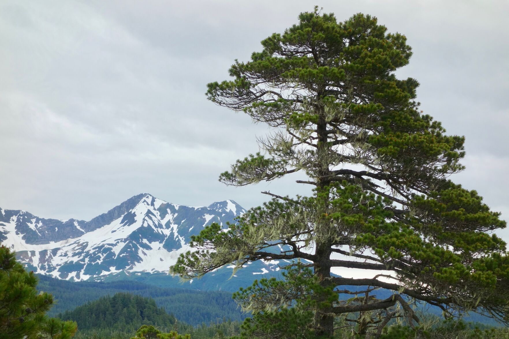 3. Lodgepole pine near Yakutat.jpg